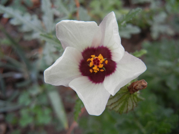 Hibiscus trionum (2012, Oct.03) - Hibiscus trionum