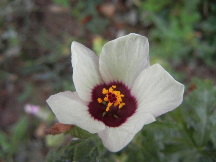 Hibiscus trionum (2012, Oct.03) - Hibiscus trionum