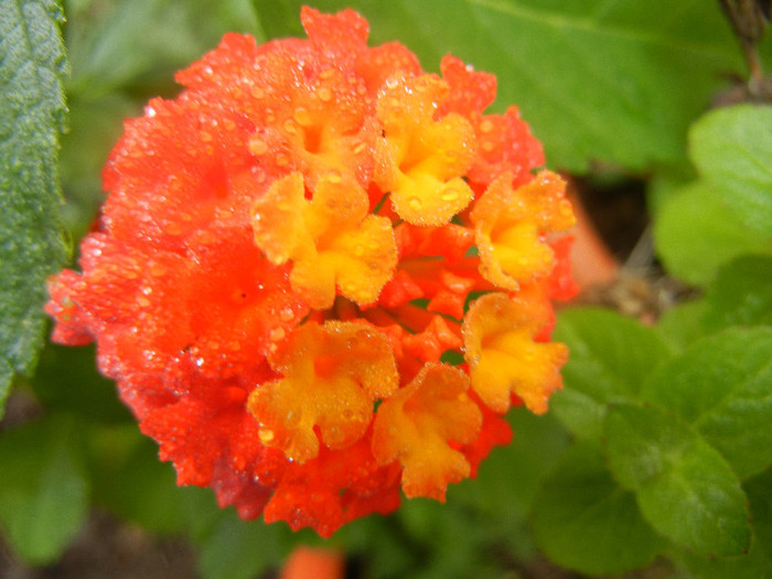 Lantana camara (2012, Oct.03) - Lantana camara