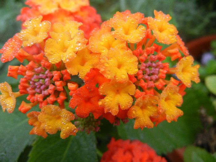 Lantana camara (2012, Oct.03)