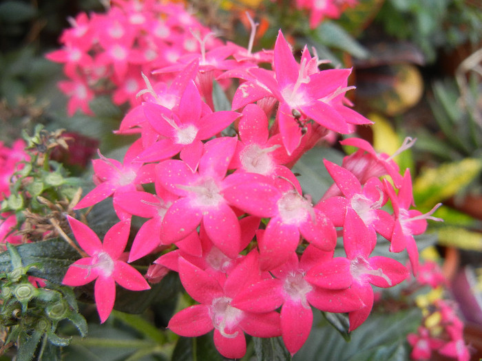 Pentas Graffiti Bright Red (2012, Oct.04) - Pentas Graffiti Red Bright