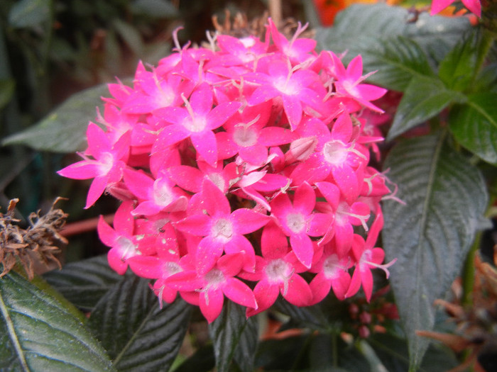 Pentas Graffiti Bright Red (2012, Oct.04) - Pentas Graffiti Red Bright