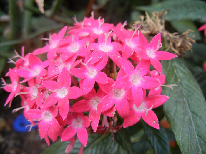 Pentas Graffiti Bright Red (2012, Oct.04)