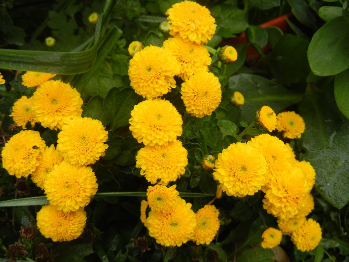 Yellow Chrysanthemum (2012, Oct.03) - Yellow Chrysanthemum