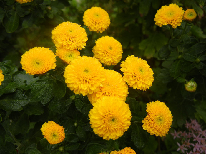 Yellow Chrysanthemum (2012, Oct.03)