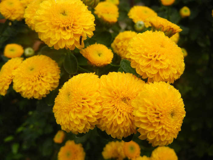 Yellow Chrysanthemum (2012, Oct.03) - Yellow Chrysanthemum