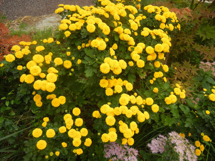 Yellow Chrysanthemum (2012, Oct.03) - Yellow Chrysanthemum