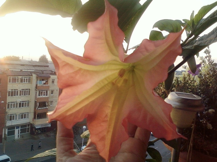 brugmansia roz - octombrie 2012-flori