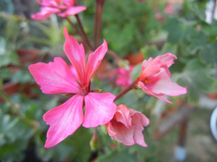 Pink Stellar Geranium (2012, Sep.29) - Geranium Stellar Pink