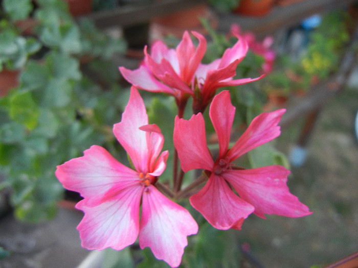 Pink Stellar Geranium (2012, Sep.29) - Geranium Stellar Pink