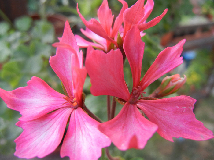 Pink Stellar Geranium (2012, Sep.30)