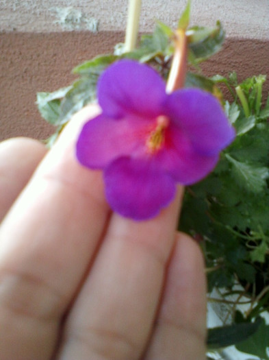 6 oct 2012-flori 009