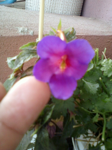 6 oct 2012-flori 011