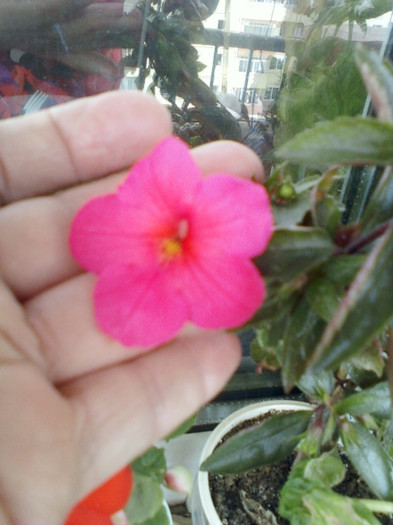 6 oct 2012-flori 012