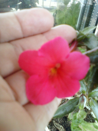 6 oct 2012-flori 014