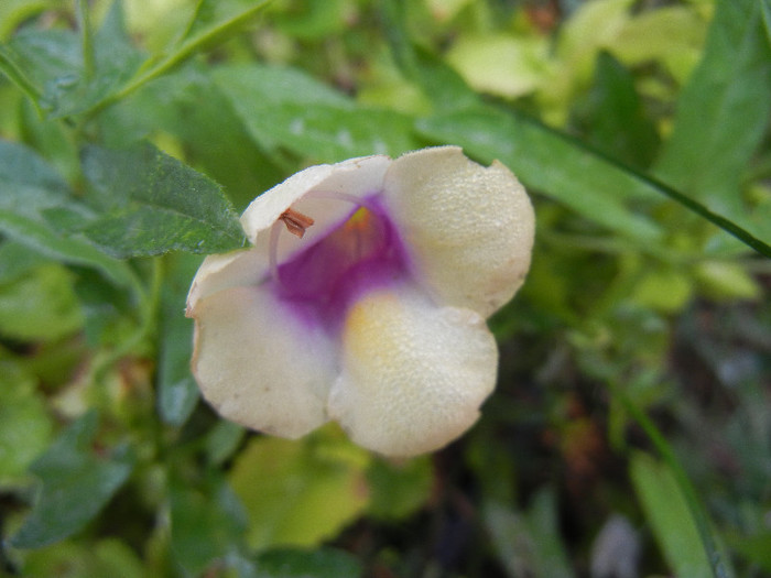 Torenia Gilded Grape (2012, Oct.03) - TORENIA Gilded Grape