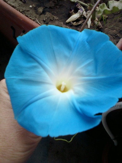 6 oct 2012-flori 015 - zorele