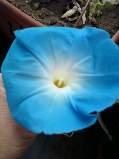 6 oct 2012-flori 017