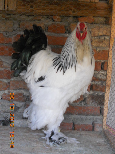 cocos 2