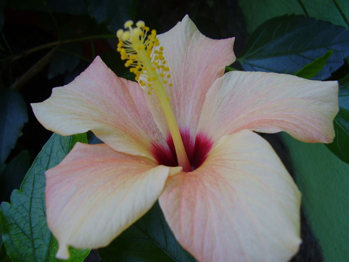 008 - hibiscus