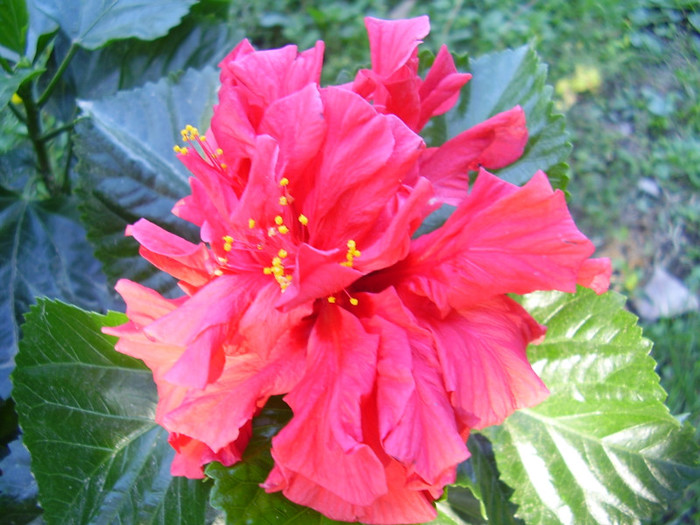 011 - hibiscus