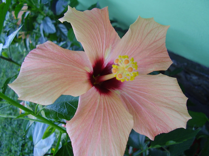 017 - hibiscus