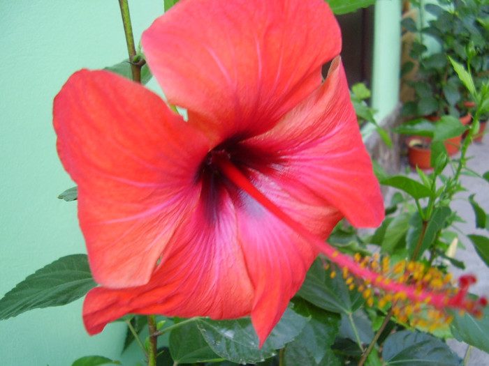 007 - hibiscus