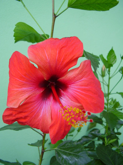 008 - hibiscus