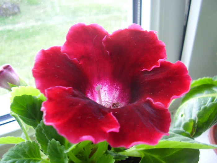 012 - gloxinia din seminte 2012