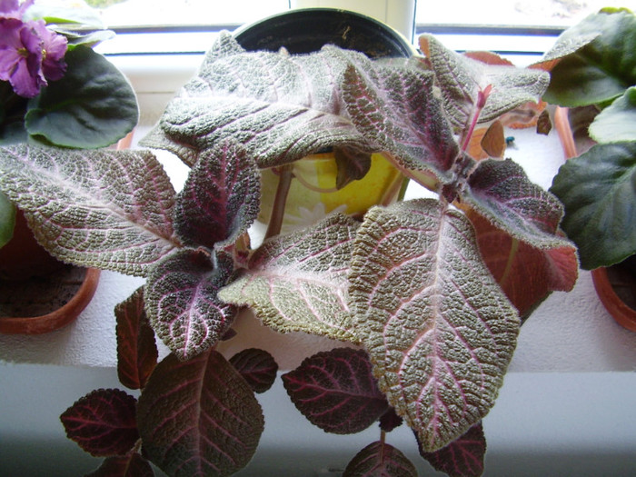 011 - episcia