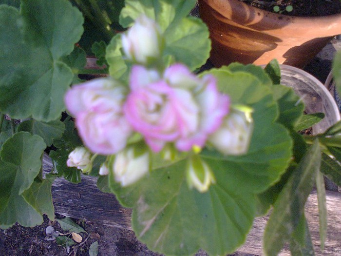 Appleblossom Rosebud