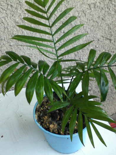 chamaedorea elegans 2