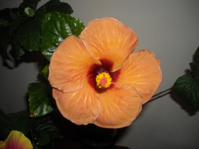 Hibiscus Evening Sunset