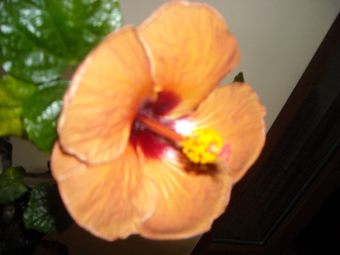 Hibiscus Evening Sunset