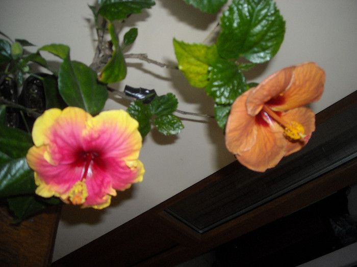 Hibiscus June's Dragon   Evening Sunset
