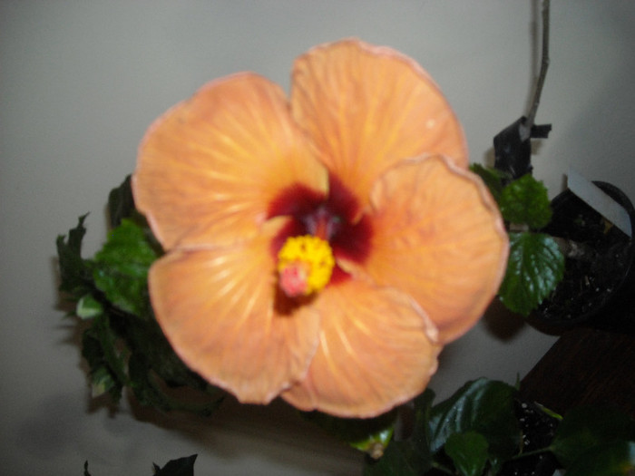 Hibiscus Evening Sunset