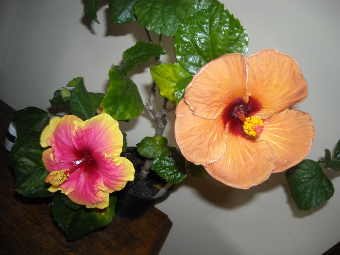 Hibiscus June's Dragon + Evening Sunset