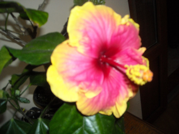 Hibiscus Junes Dragon