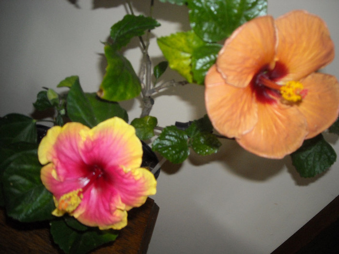 Hibiscus Junes Dragon +  Evening Sunset