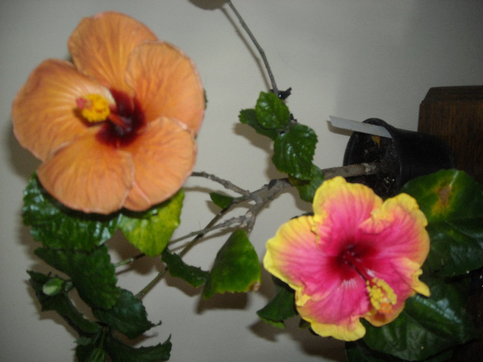 Hibiscus Evening Sunset + Junes Dragon