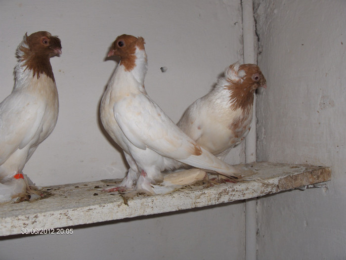 Jucatori de Botosani.