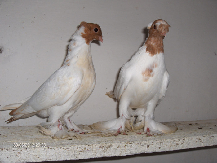 jucatori de Botosani. 