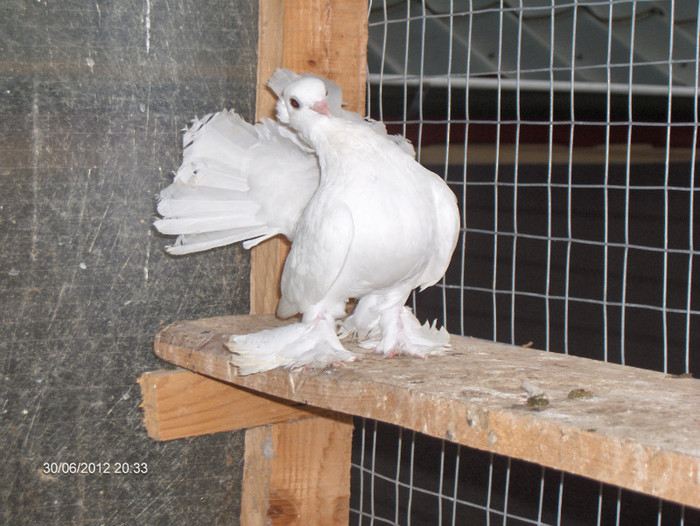 Porumbei de Rostov Siberian - Porumbei Siberieni si Rostow