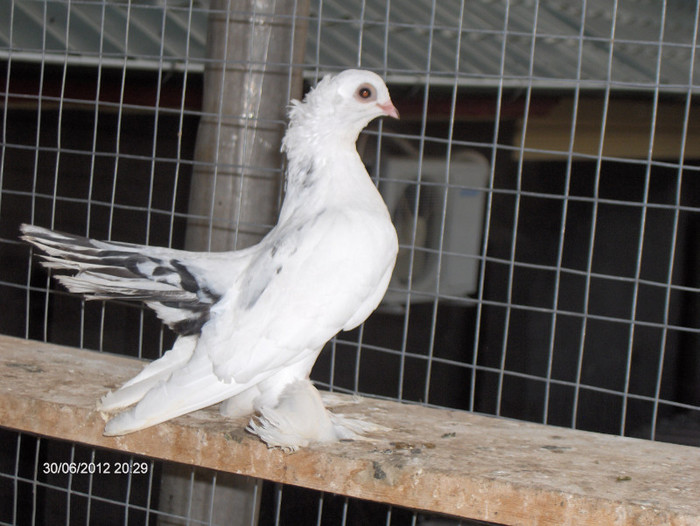 Porumbei de Rostov Siberieni..