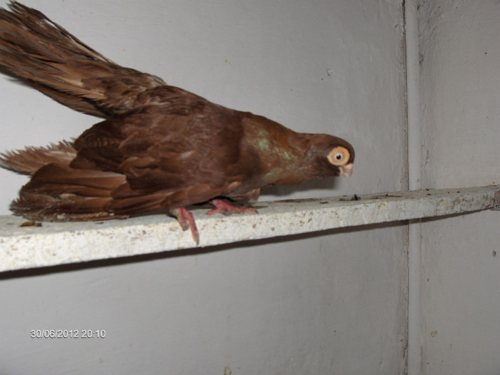 jucatori ,Bulgaria de Pleven