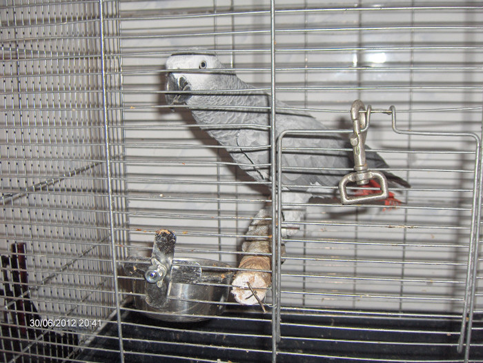 Papagal Jako 1 an.  (peste 100 de cuvinte)