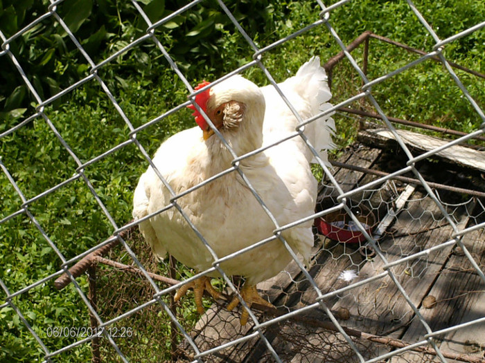 gaina in calduri...:)))