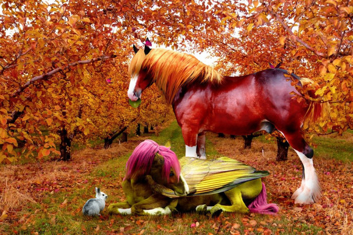 fluttershy_x_big_mac_by_mistysteel-d5coe35 - Pony girl