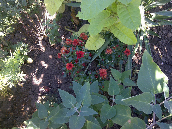 tuf - flori de gradina 2012