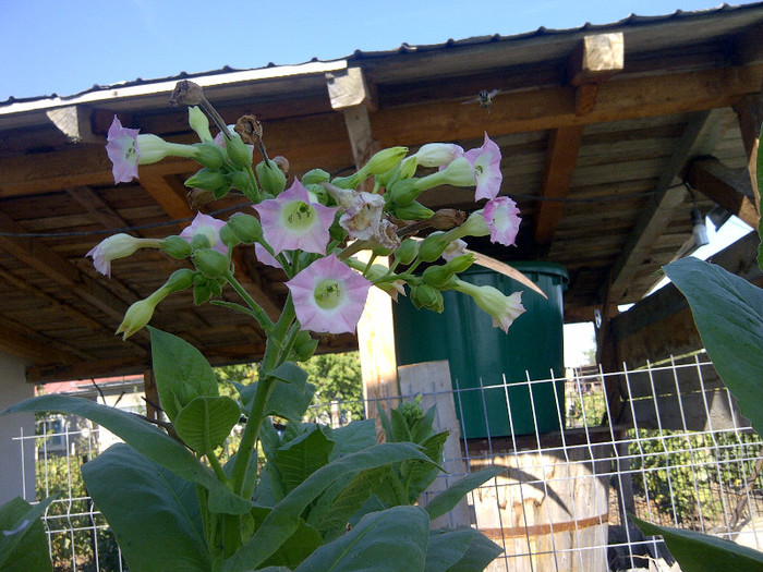 tutun - flori de gradina 2012